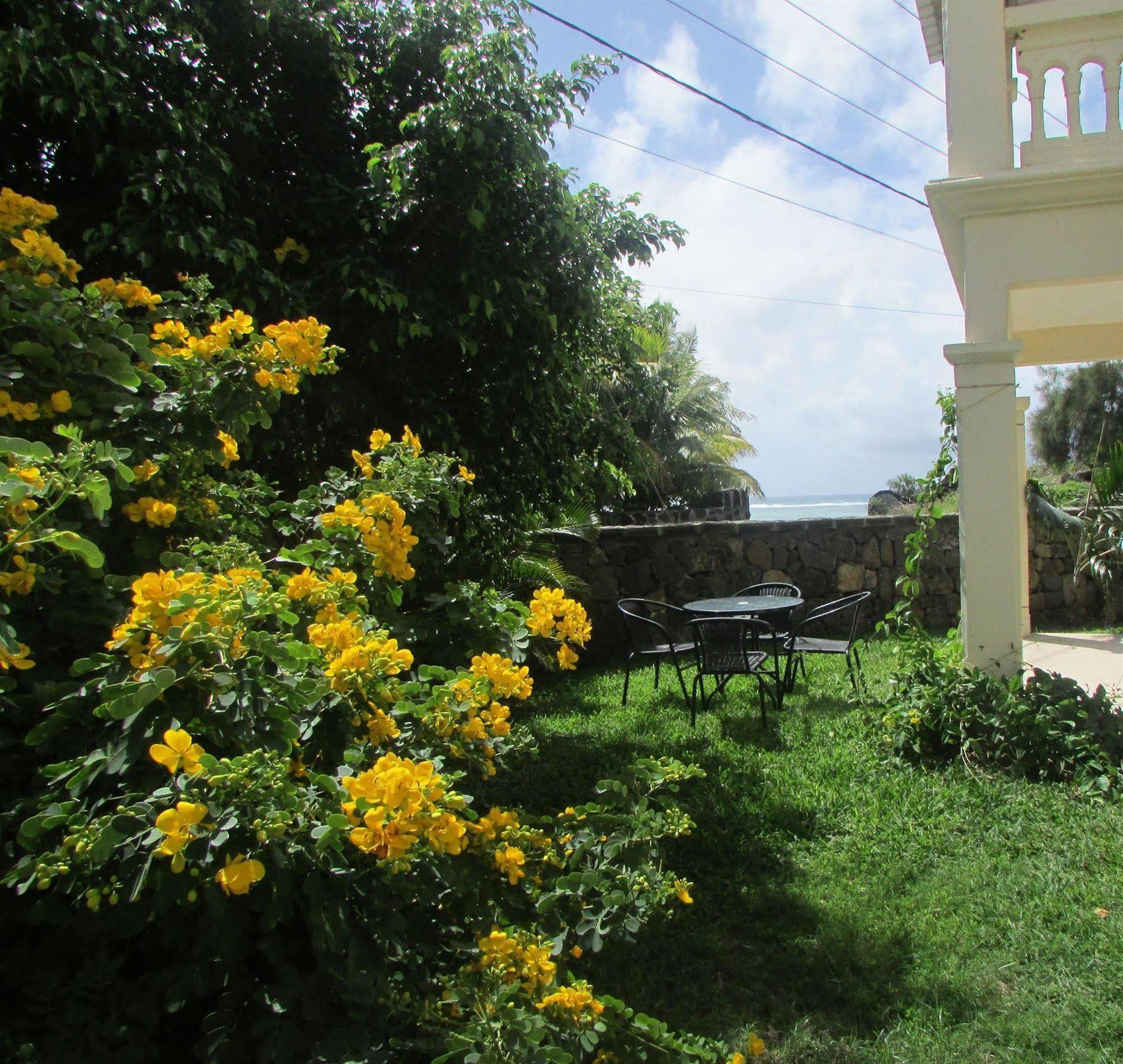 Golden Rod *